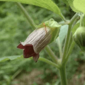 Close-up of a delicate reddish-purple flower with green leaves.